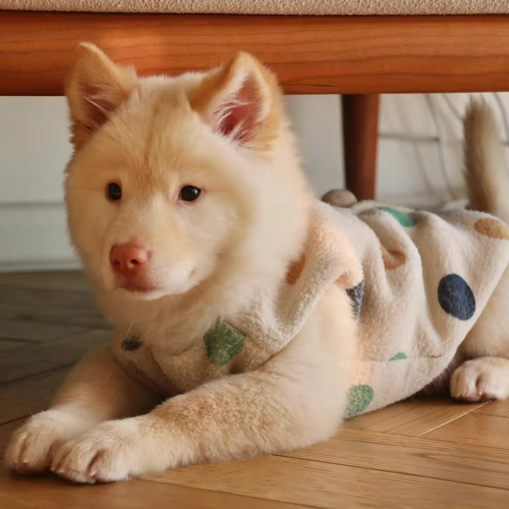 犬舍直销批发价格出售土松犬